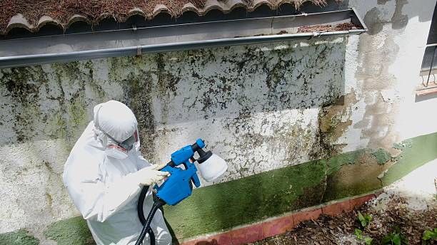 Top rated local Mold Remediation specialists in Holly Springs, GA